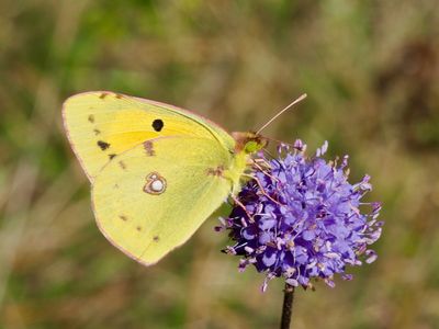 Colias crocea