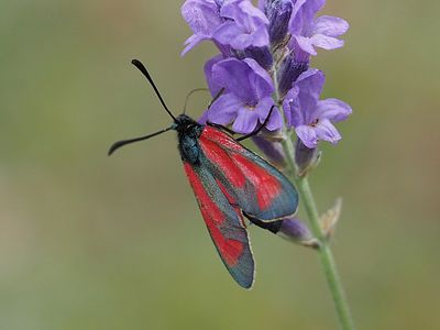 Zygène pourpre et/ou Zygène diaphane