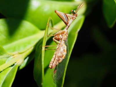 Mantispa styriaca