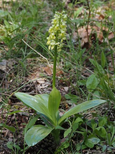 Orchis pâle