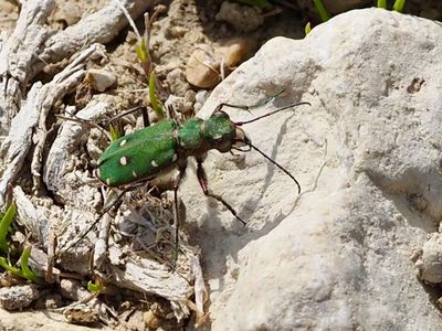 Cicindela campestris