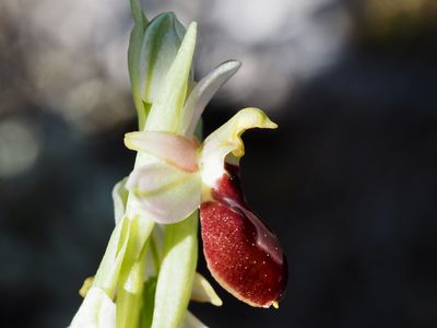 Ophrys exalte