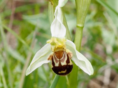 Ophrys abeille