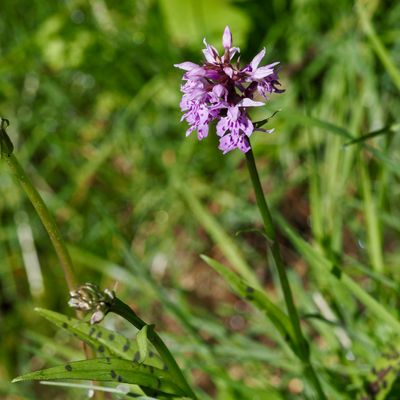 Orchis de Fuchs, Dactylorhize de Fuchs