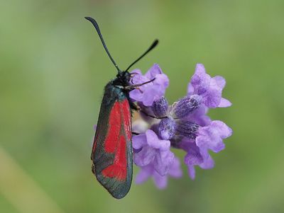 Zygène pourpre et/ou Zygène diaphane