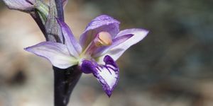 Orchidées nord-provençales