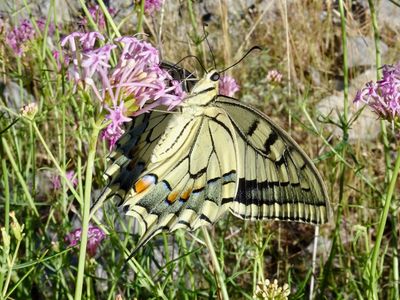 Machaon