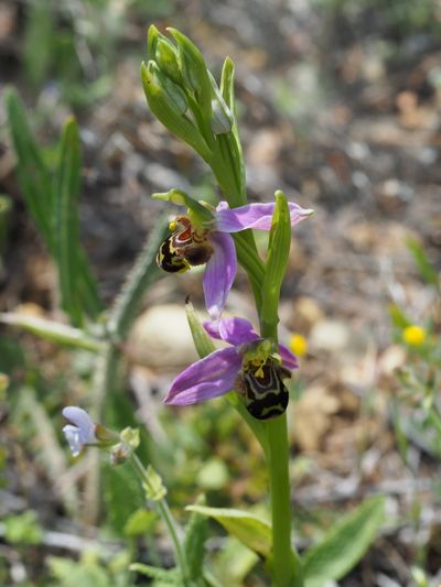 Ophrys abeille