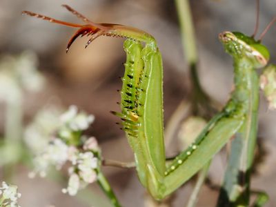 Mantis religiosa