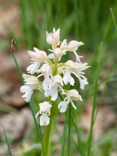 Orchis pourpre