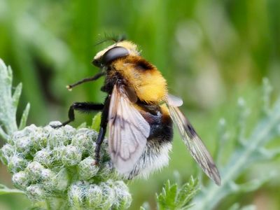 Volucella bombylans