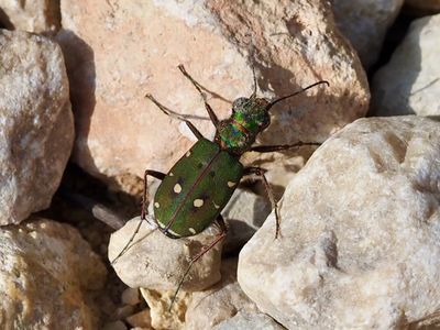 Cicindela campestris