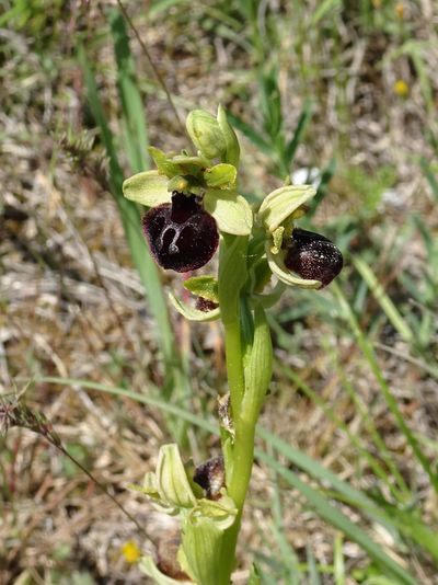 Ophrys de la Passion