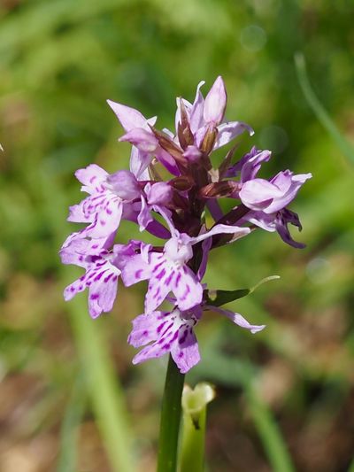 Orchis de Fuchs, Dactylorhize de Fuchs