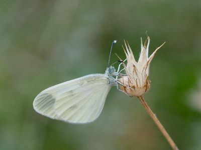 Piéride du Lotier ou de Réal