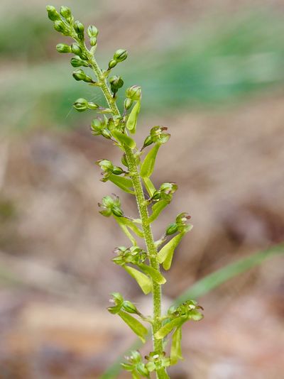 Listère à feuilles ovales