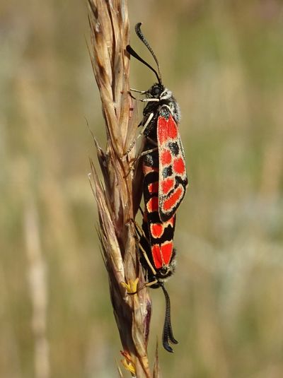 Zygène du Sainfoin