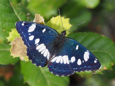 Limenitis reducta