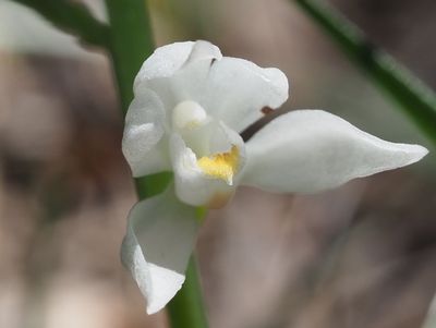 Céphalanthère à longues feuilles