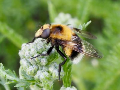 Volucella bombylans