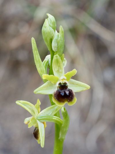 Ophrys petite araignée