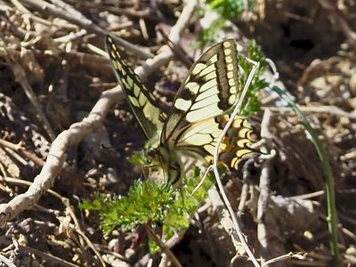 Machaon