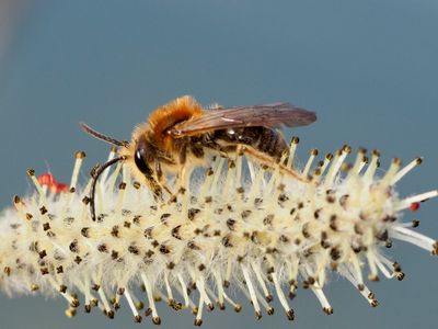 Andrène cul-rouille