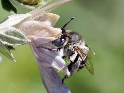 Amégille à joues blanches