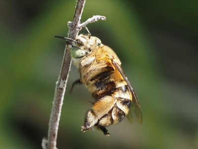 Amégille bavarde