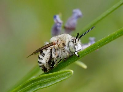 Amégille bavarde