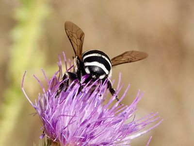 Amégille à quatre bandes