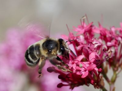 Anthophore estivale