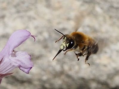 Anthophore estivale