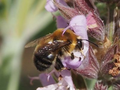 Anthophore estivale