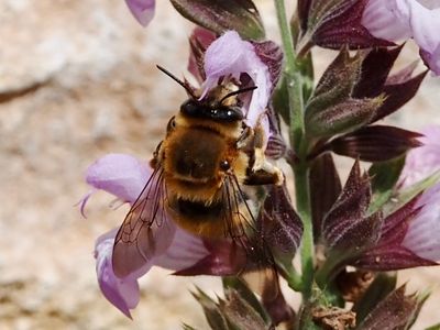 Grande Anthophore biciliée