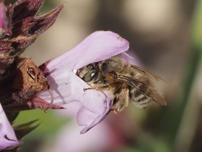 Anthophore de la Sauge