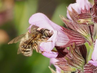 Anthophore de la Sauge