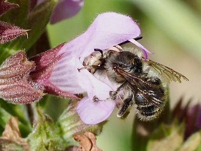 Anthophore de la Sauge