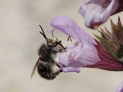 Anthophore de la Sauge