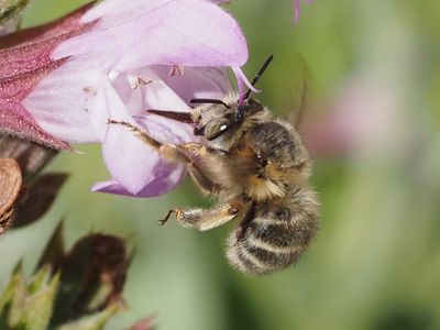 Anthophore de la Sauge