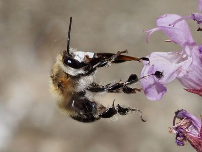Anthophore de Dufour