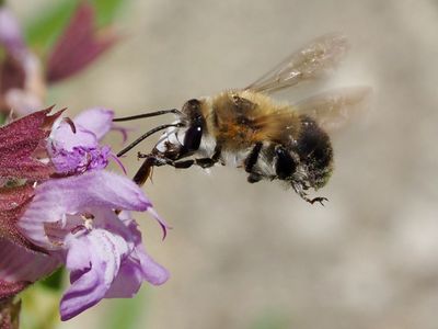 Anthophore de Dufour
