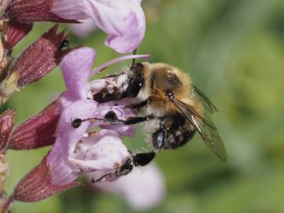 Anthophore de Dufour