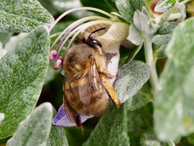 Anthophore à pattes plumeuses