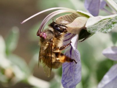 Anthophore à pattes plumeuses
