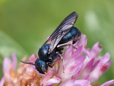 Cératine précieuse