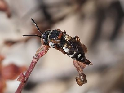 Epéole croisé ou Epéole varié