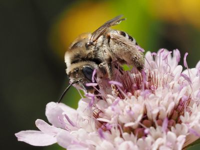Eucère striée