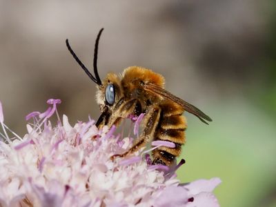 Eucère striée