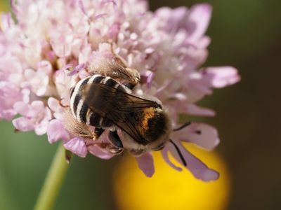 Eucère striée